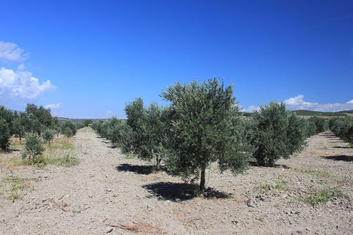 Red Olive - Olivenhain